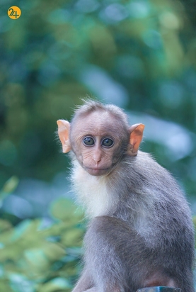 حیات وحش به روایت تصویر