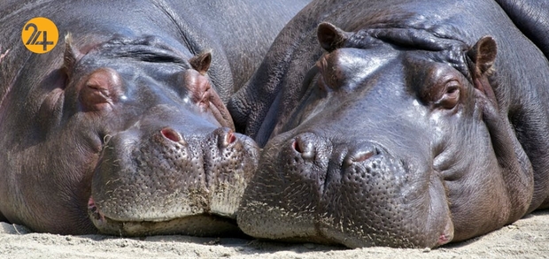 حیات وحش به روایت تصویر