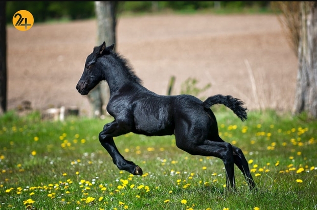 حیات وحش به روایت تصویر