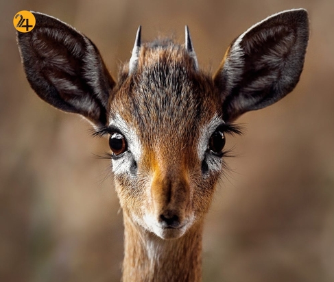 حیات وحش به روایت تصویر