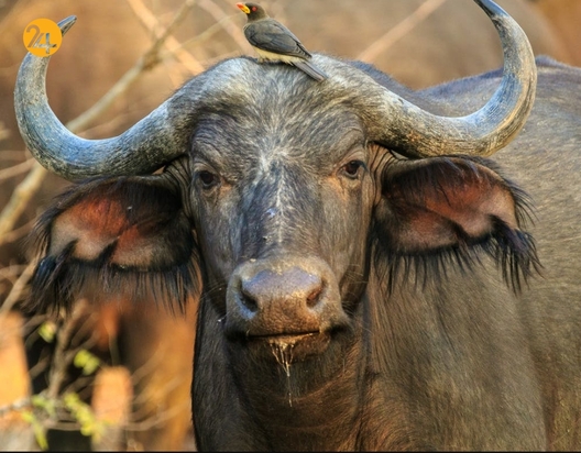 حیات وحش به روایت تصویر