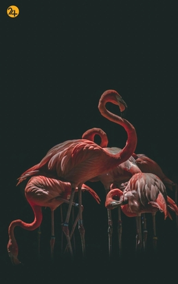 حیات وحش به روایت تصویر