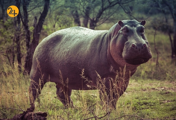 حیات وحش به روایت تصویر