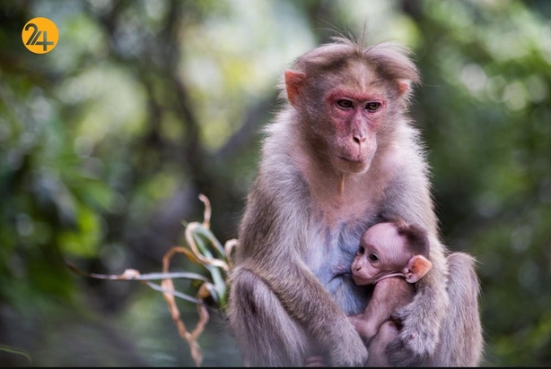 حیات وحش به روایت تصویر