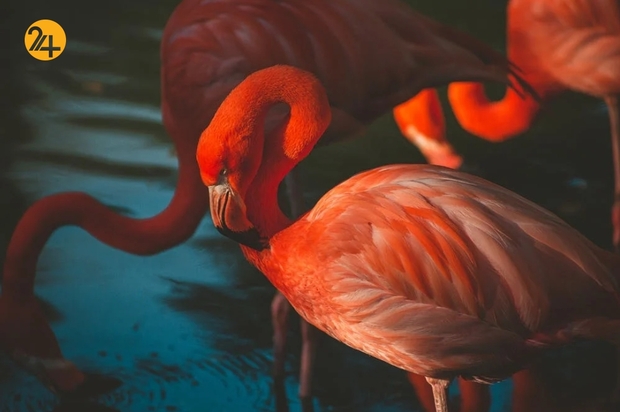 حیات وحش به روایت تصویر