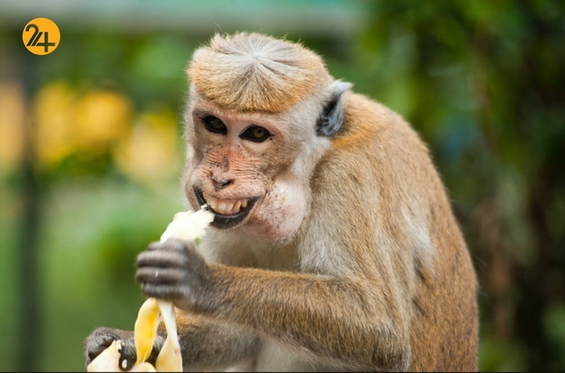 حیات وحش به روایت تصویر