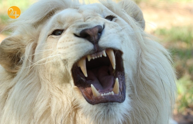 حیات وحش به روایت تصویر