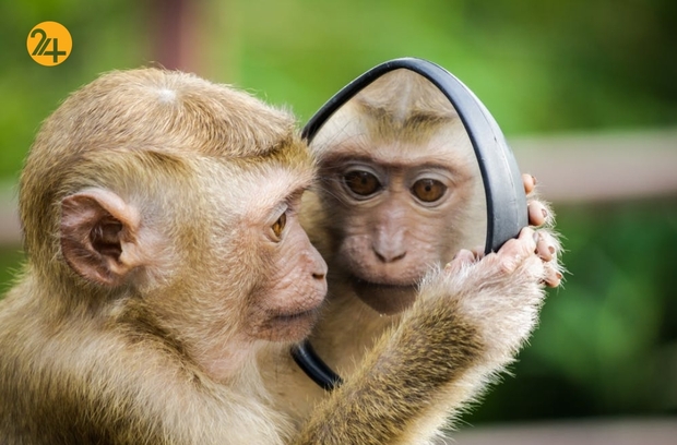 حیات وحش به روایت تصویر