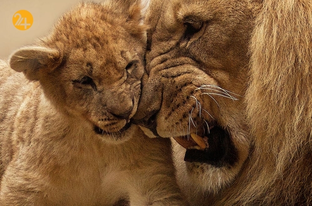 حیات وحش به روایت تصویر