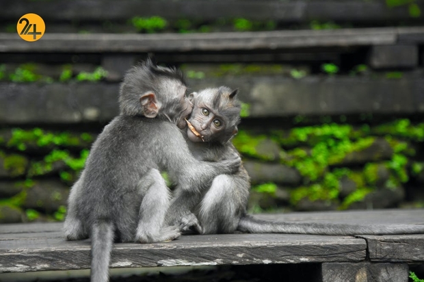 حیات وحش به روایت تصویر