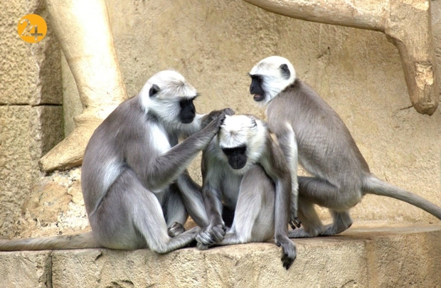 حیات وحش به روایت تصویر