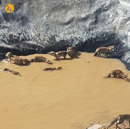 نجات روباه ها