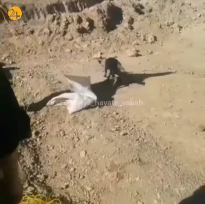 نجات روباه ها