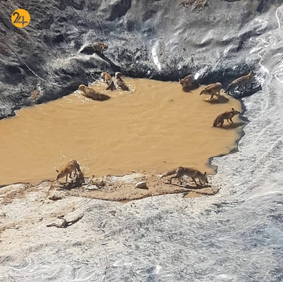 نجات روباه ها