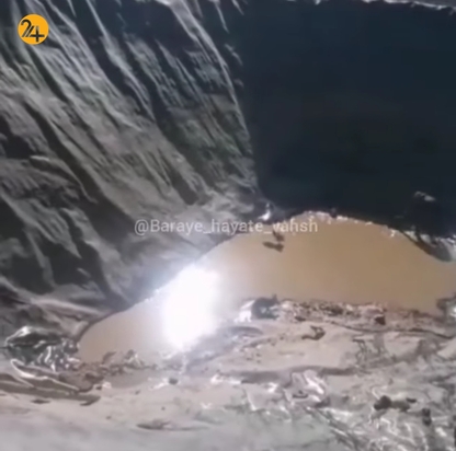 نجات روباه ها