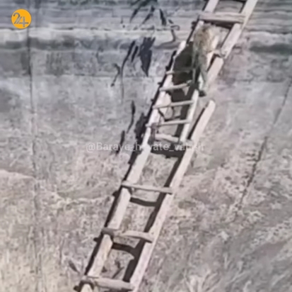 نجات روباه ها