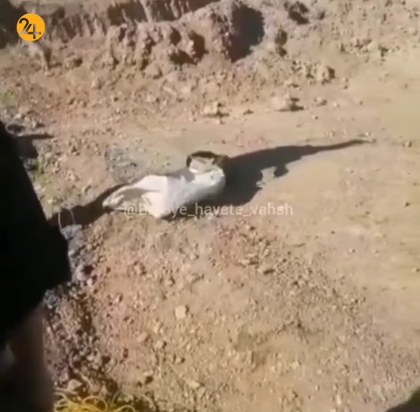 نجات روباه ها