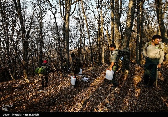 گرگان در آتش