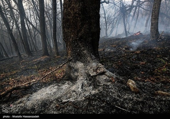گرگان در آتش