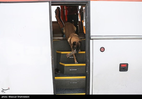 سگهای مواد یاب