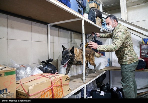 سگهای مواد یاب