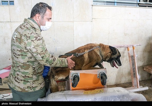 سگهای مواد یاب