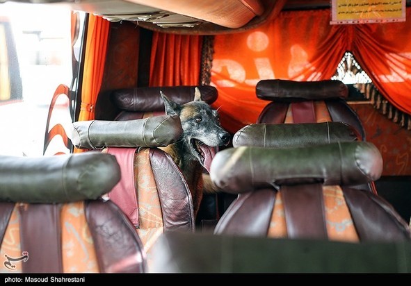 سگهای مواد یاب