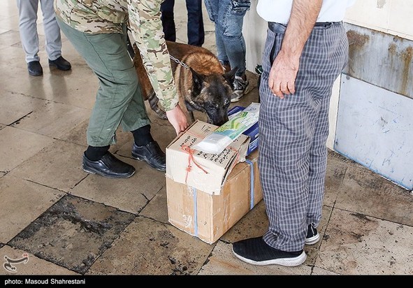 سگهای مواد یاب