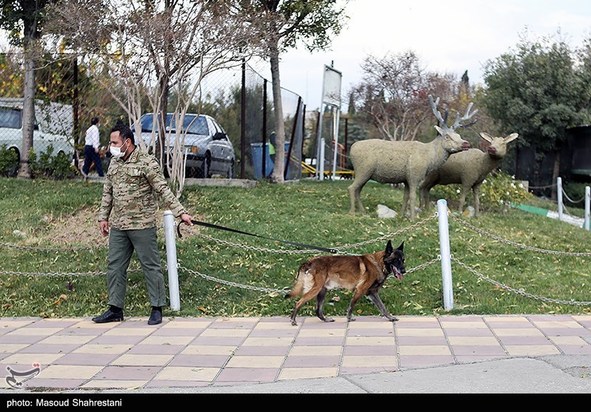 سگهای مواد یاب