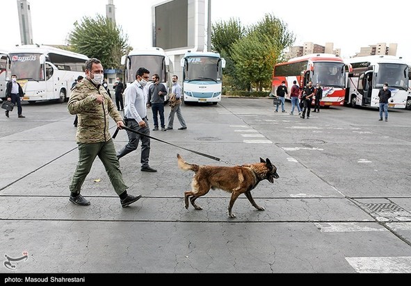 سگهای مواد یاب