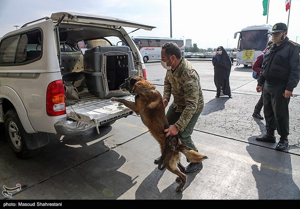 سگهای مواد یاب