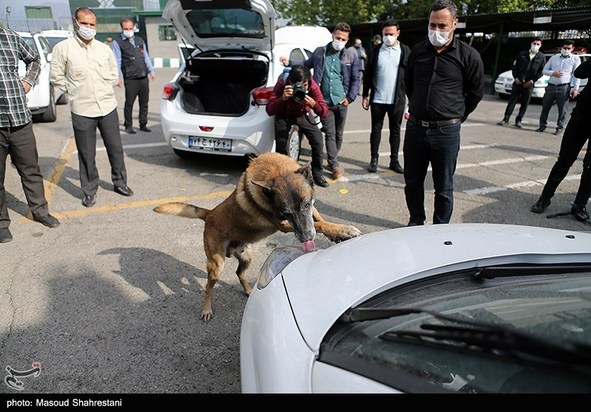 سگهای مواد یاب