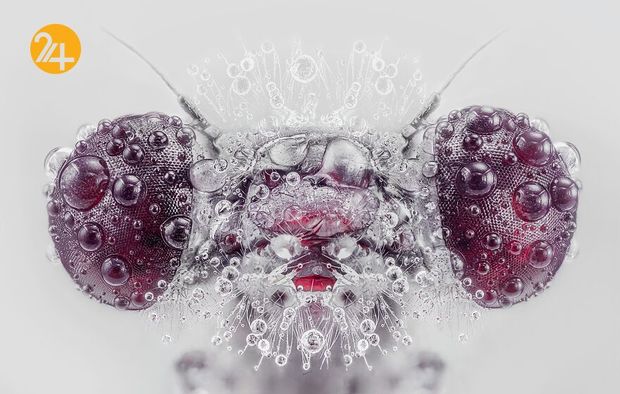 بهترین عکس‌های 2020