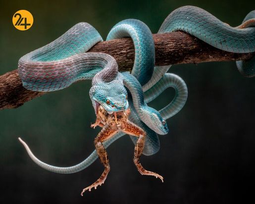 بهترین عکس‌های 2020