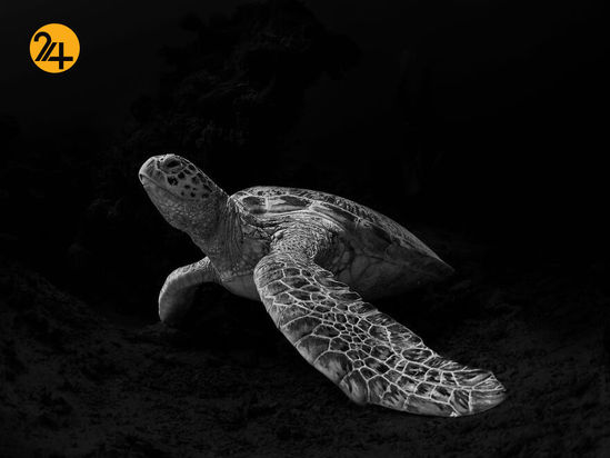 مسابقه عکاسی