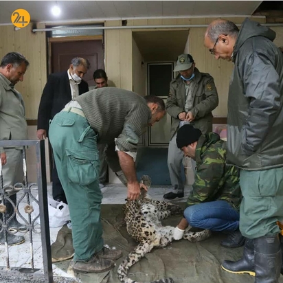 پلنگ بی جان روستای بندبن