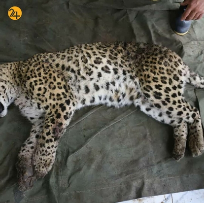 پلنگ بی جان روستای بندبن