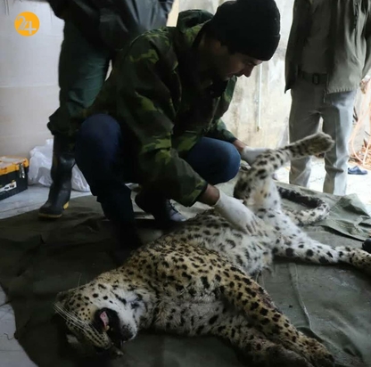 پلنگ بی جان روستای بندبن