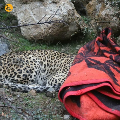 پلنگ بی جان روستای بندبن