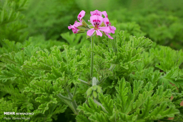 گیاهان دارویی