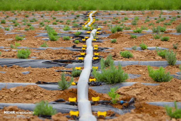 گیاهان دارویی