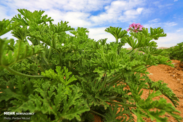 گیاهان دارویی