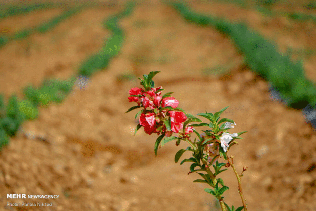 گیاهان دارویی