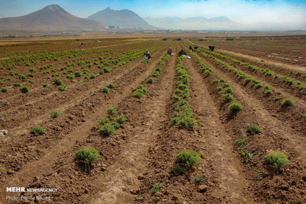 گیاهان دارویی