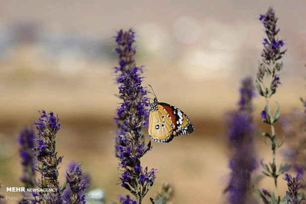 گیاهان دارویی