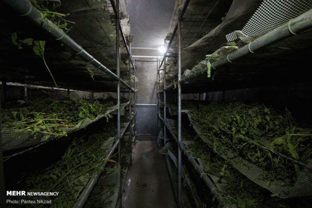 گیاهان دارویی