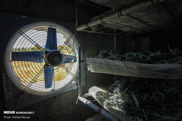 گیاهان دارویی