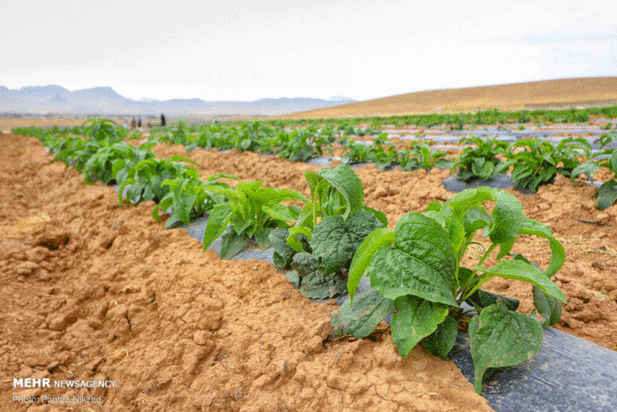 گیاهان دارویی