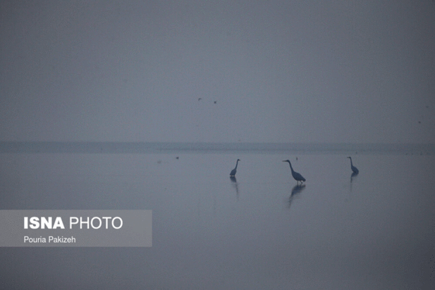 پرندگان آق گل