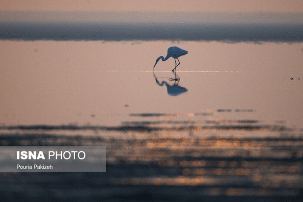 پرندگان آق گل